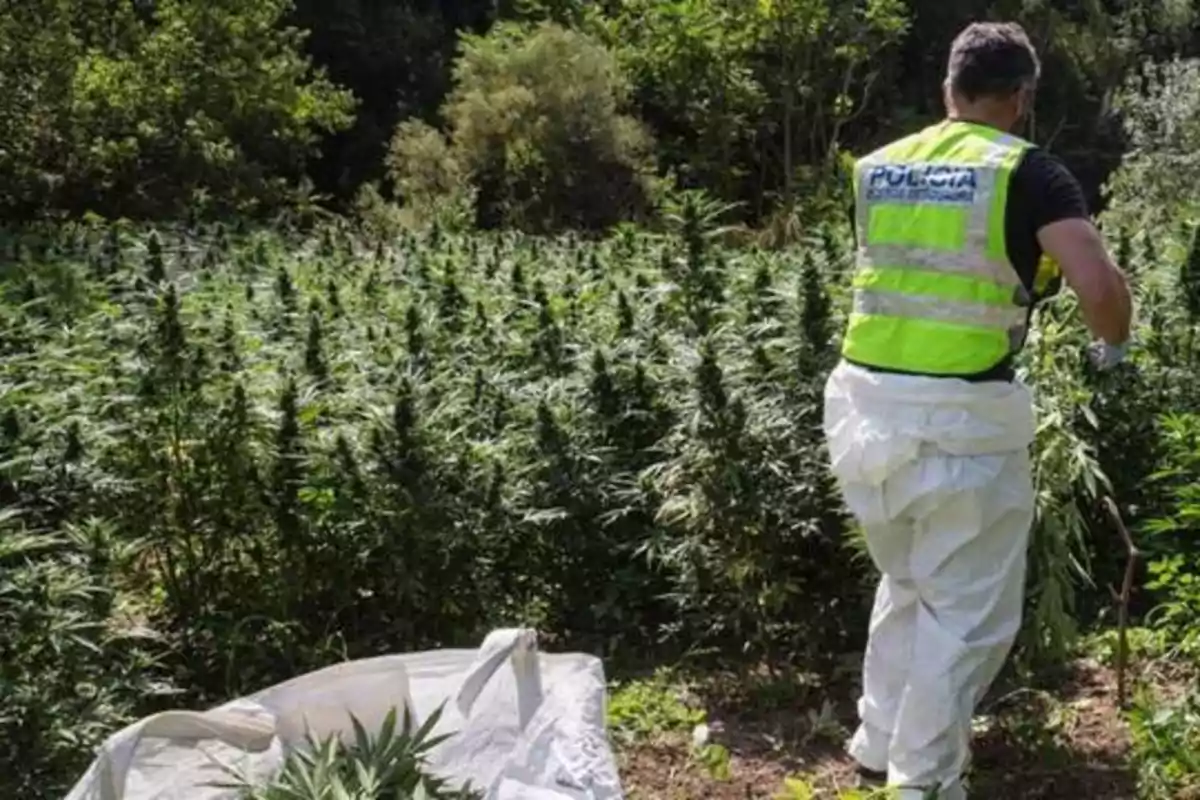 Un agente de policía inspecciona una plantación de cannabis en un área boscosa.