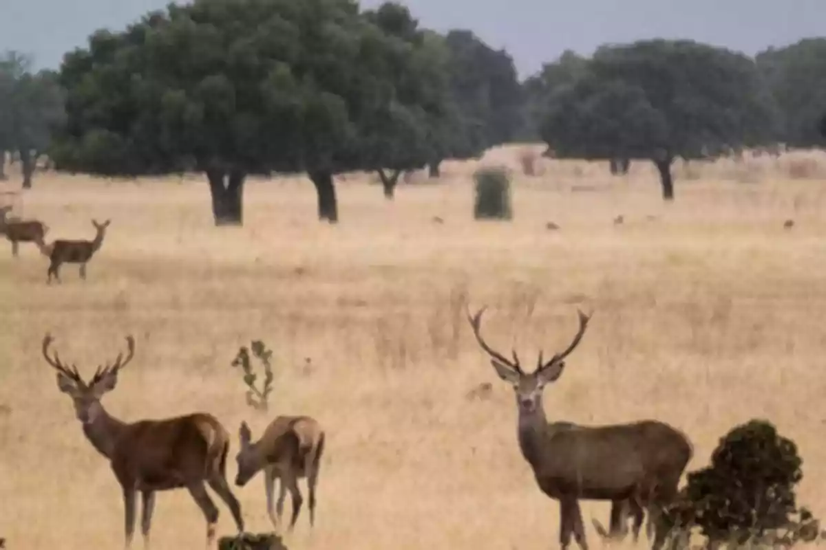 Un grupo de ciervos en un campo abierto con árboles dispersos al fondo.