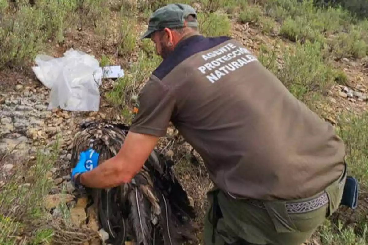 Un agente de protección de la naturaleza examina un ave muerta en un entorno natural.