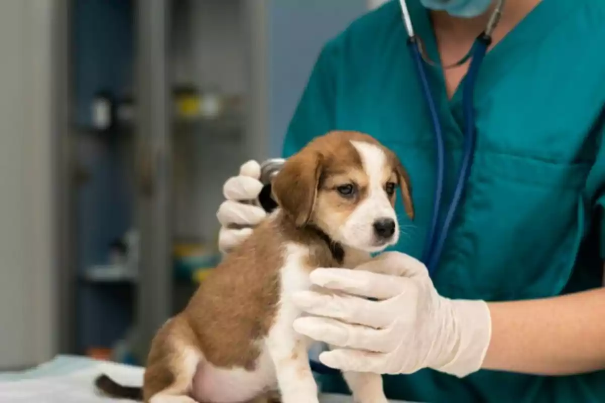 Un veterinario examina a un cachorro con un estetoscopio en una clínica.
