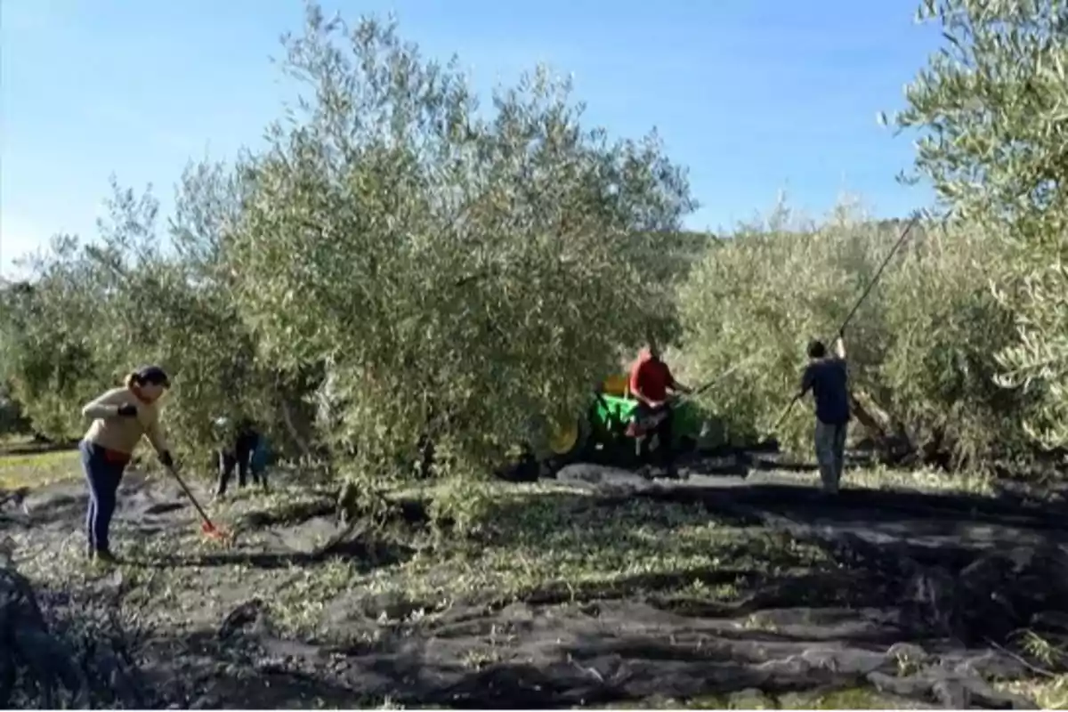 Personas cosechando aceitunas en un campo de olivos con herramientas y maquinaria.