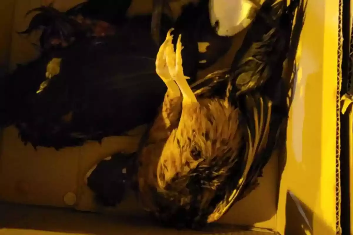 Un gallo muerto dentro de una caja de cartón.