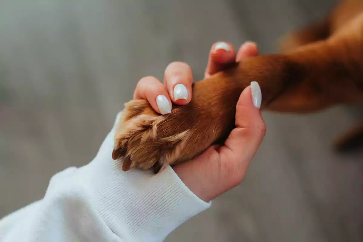 Una mano humana sosteniendo la pata de un perro.