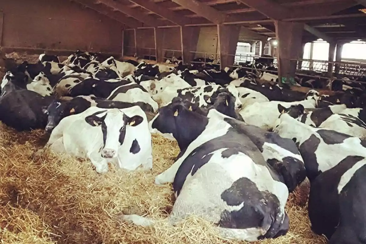 Vacas blancas y negras descansando sobre paja dentro de un establo techado