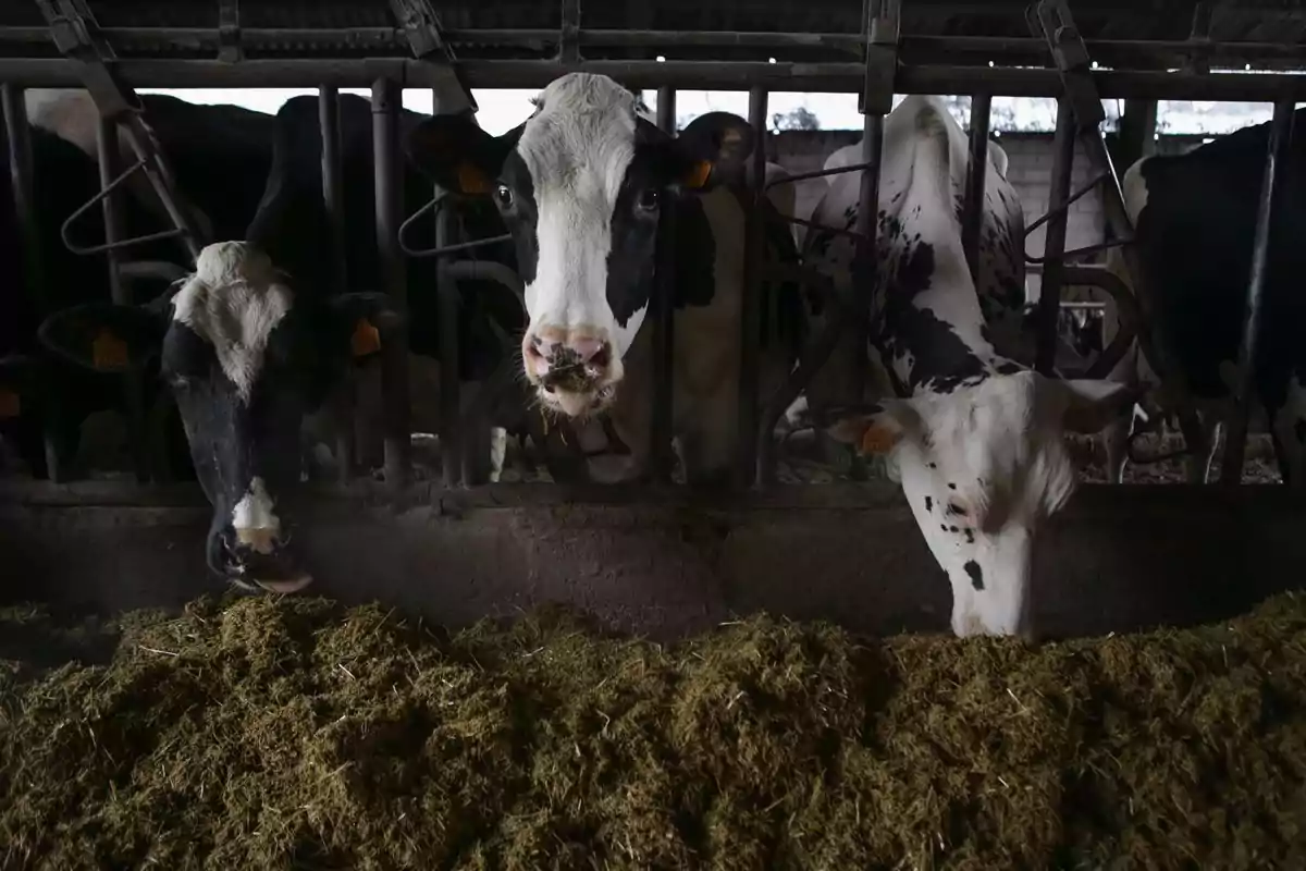 Vacas en un establo comiendo heno