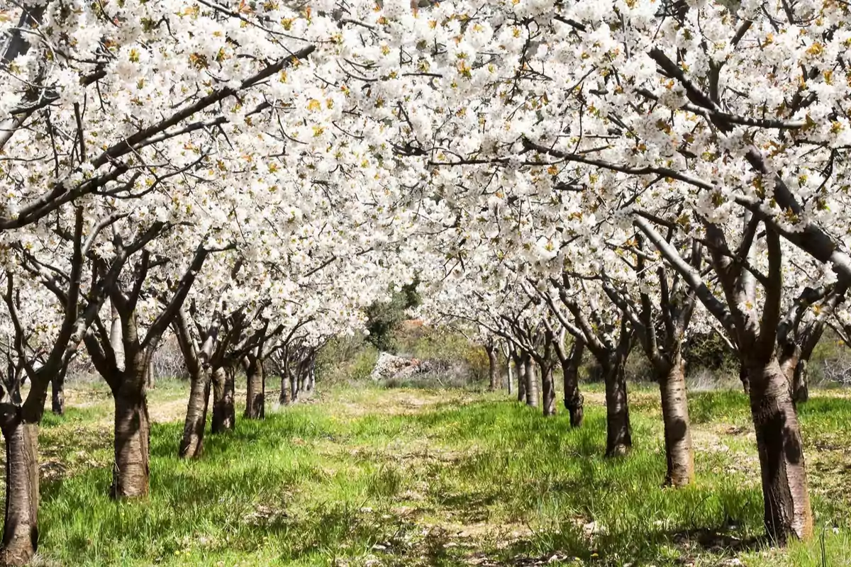 Un camino rodeado de árboles de cerezo en flor con pétalos blancos y un suelo cubierto de hierba verde. Un camino rodeado de árboles de cerezo en flor con pétalos blancos y un suelo cubierto de hierba verde.
