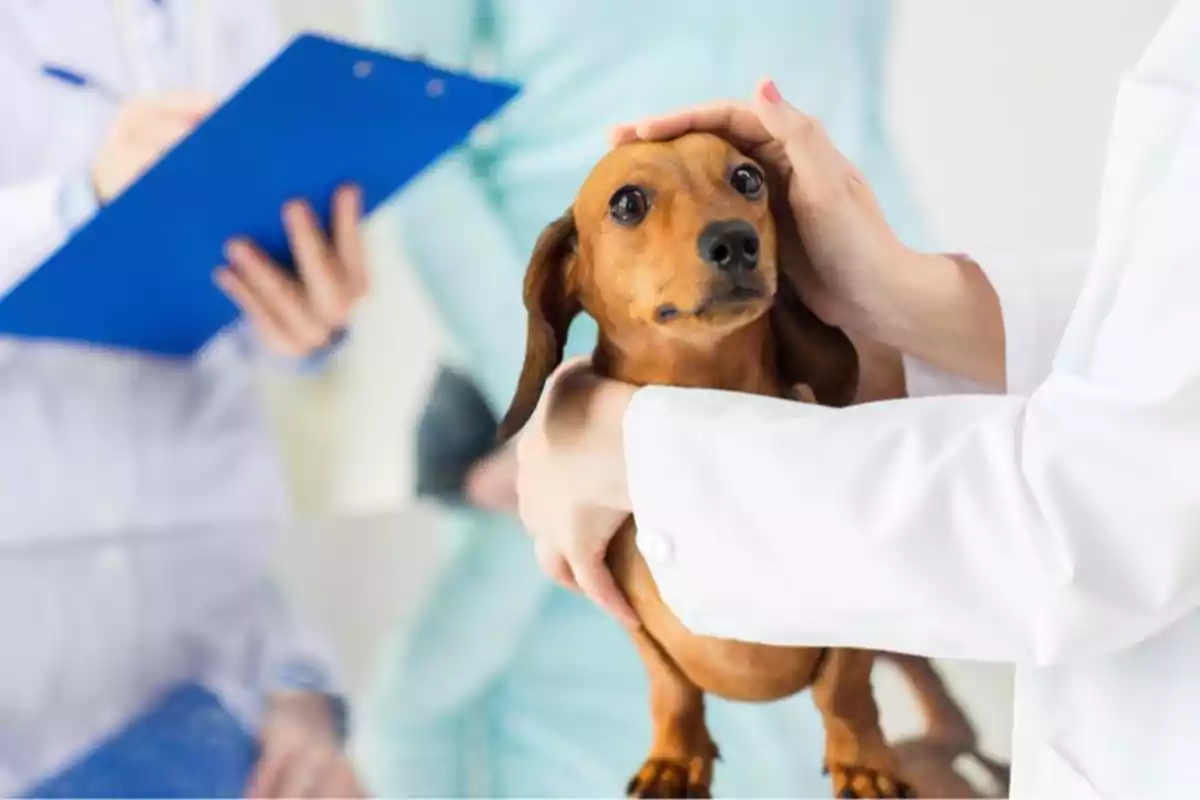 Un perro salchicha siendo examinado por un veterinario mientras otra persona toma notas en una clínica.