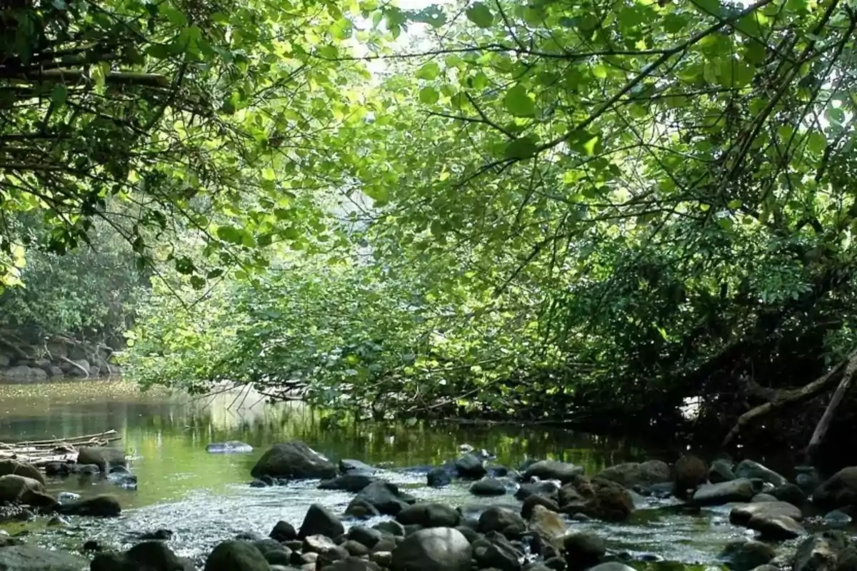 Un arroyo rodeado de vegetación exuberante y rocas.