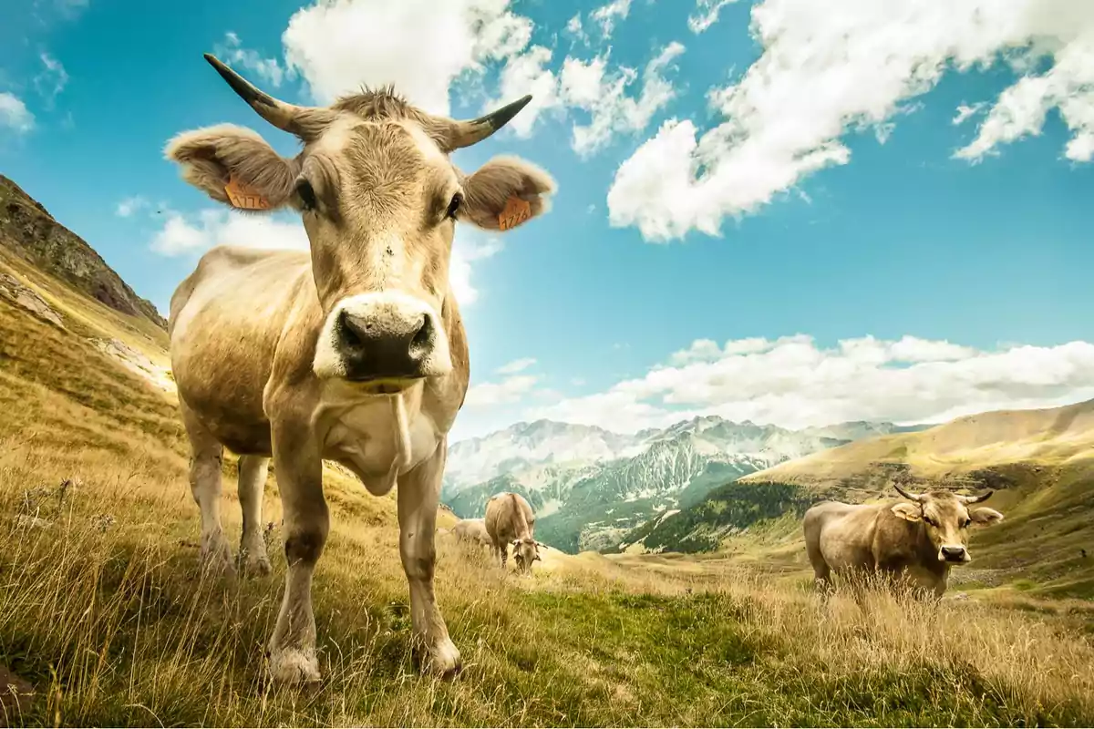 Vacas pastando en un prado montañoso bajo un cielo azul con nubes.