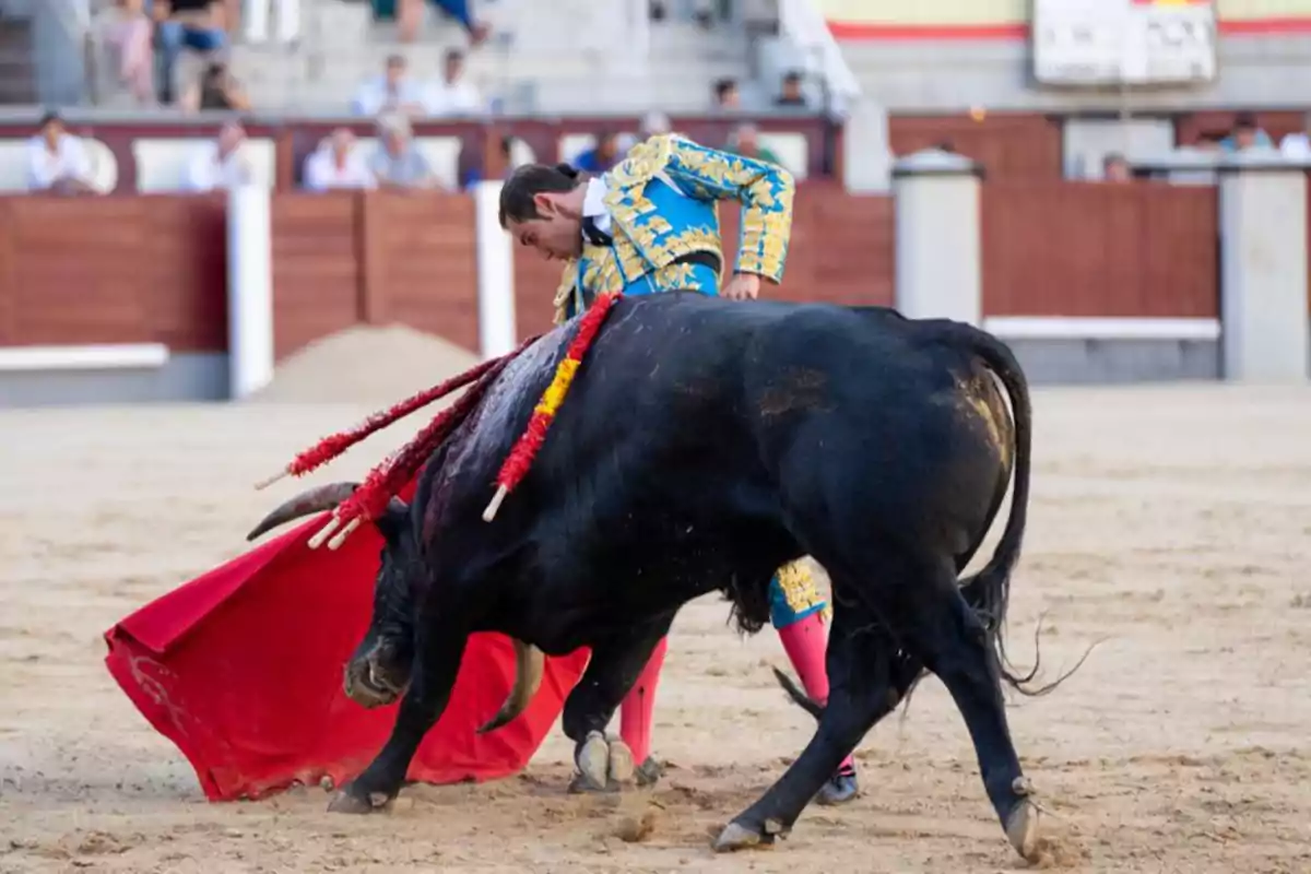 Un torero en traje tradicional azul y dorado realiza una faena con un toro negro en una plaza de toros.