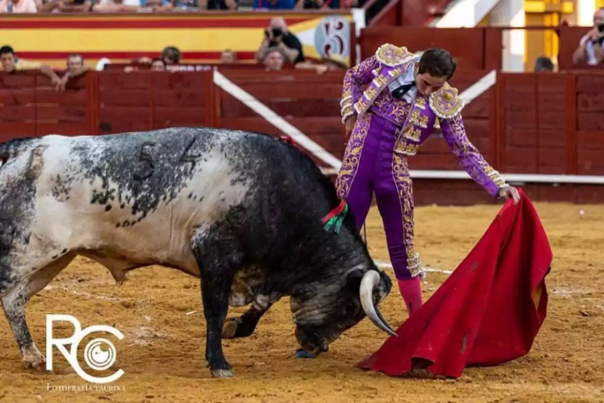 Un torero vestido de traje morado y dorado realiza una faena con un toro en una plaza de toros mientras el público observa desde las gradas.