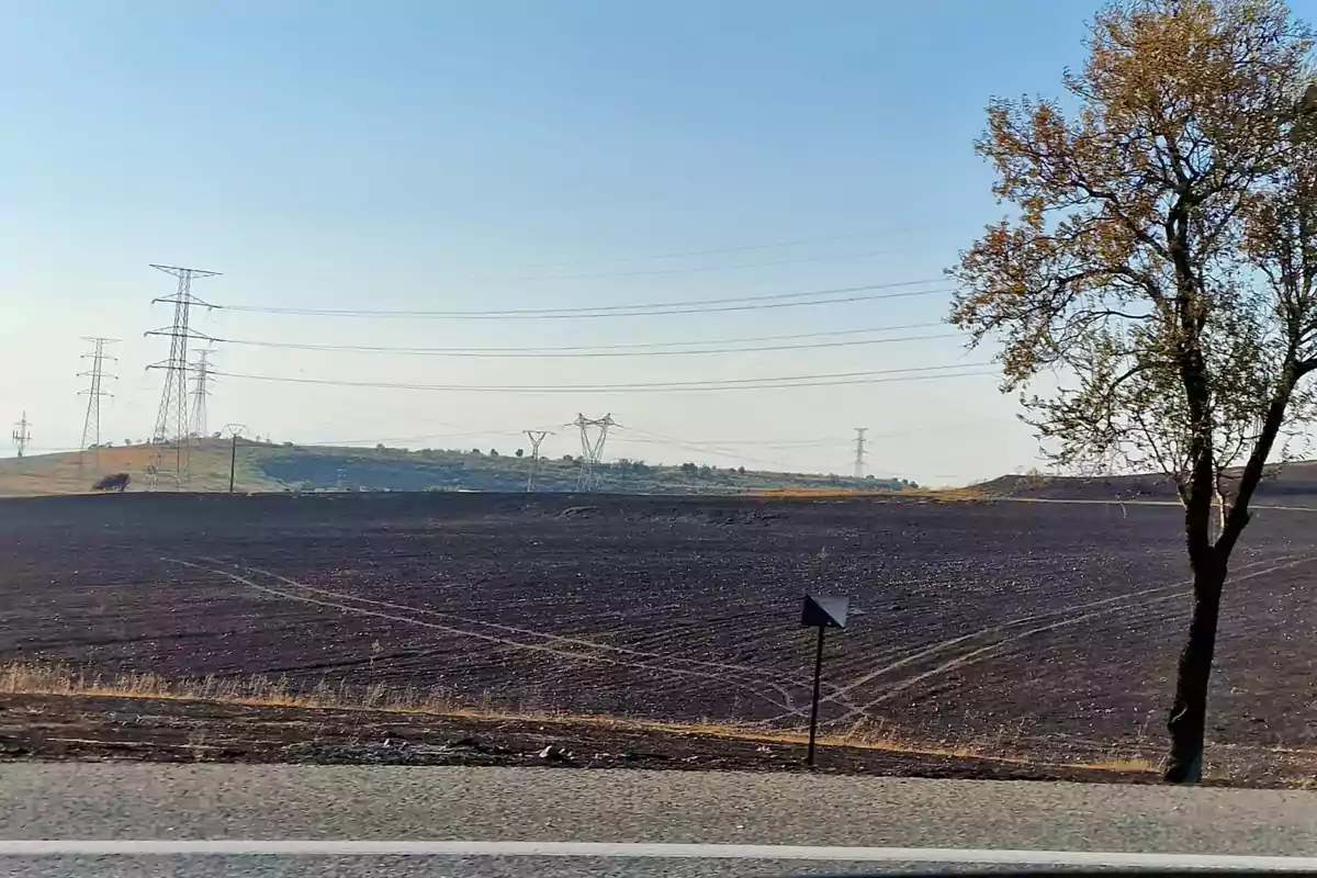 Campo quemado con torres de alta tensión y un árbol solitario a la derecha.