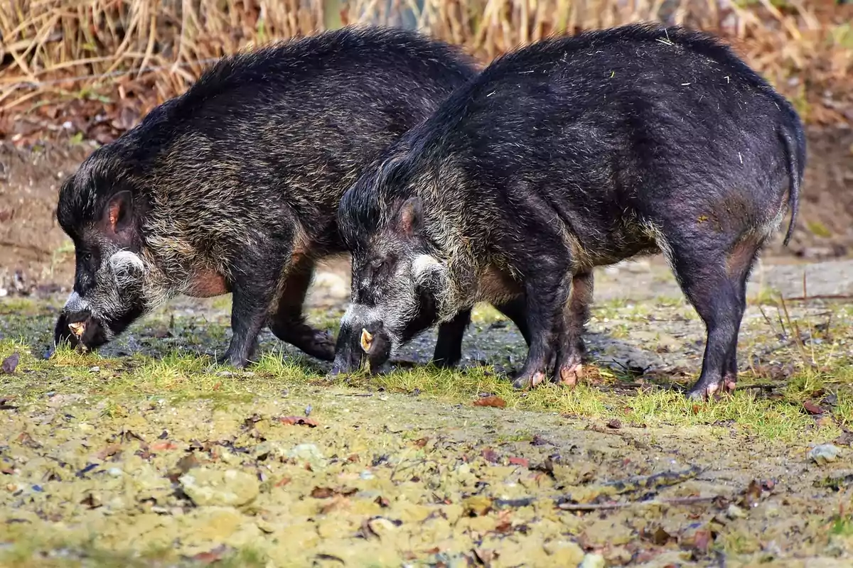 Dos cerdos salvajes de color oscuro con pelaje grueso y colmillos visibles, pastando en un área de hierba y tierra.