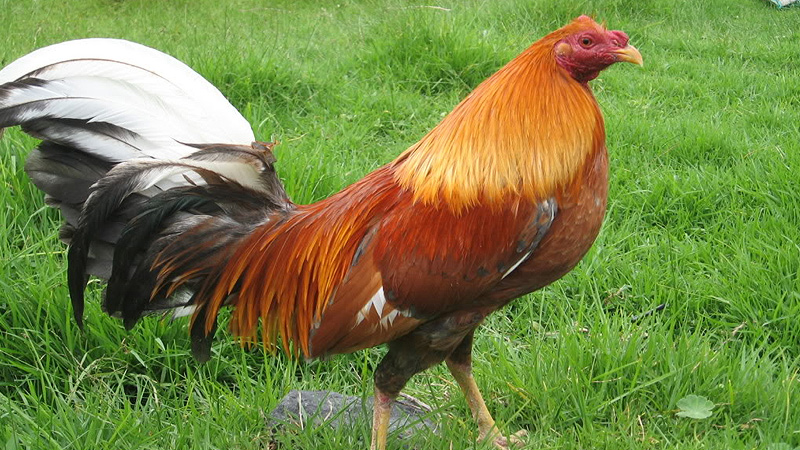 gallo-combatiente-espanol