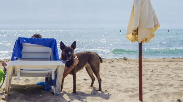 Playa_de_Doggy_Beach