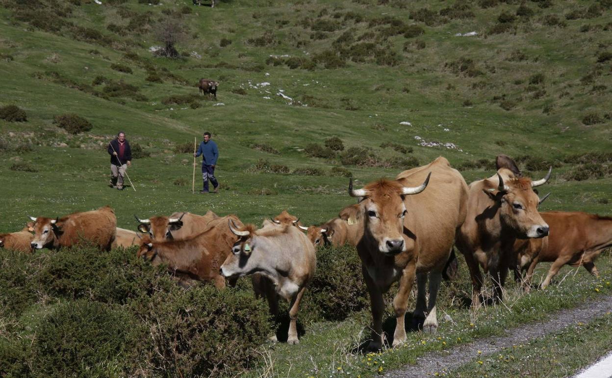 vacas-asturias