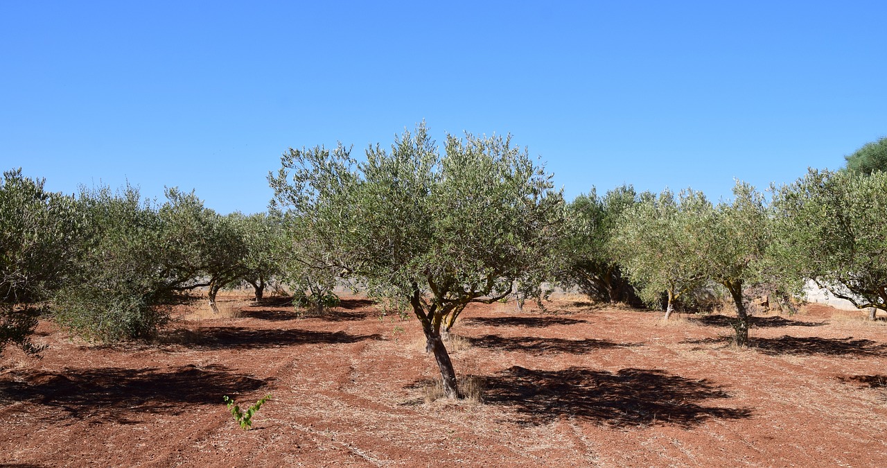 olive-trees-2660028_1280