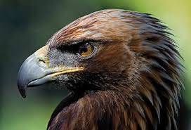 Madrid es la comunidad autónoma con mayor número de ejemplares de águila imperial