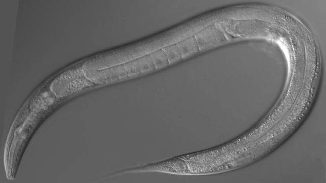 Caenorhabditis elegans, de la familia de los habditidae.