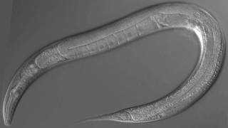 Unos gusanos congelados en Siberia vuelven a la vida 40.000 años después