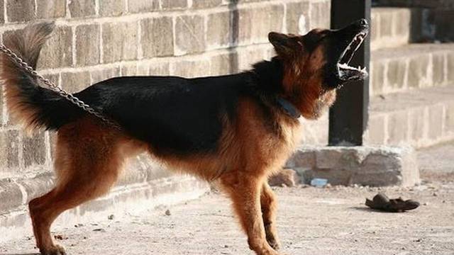 Una imagen de un perro de raza 'pastor belga'
