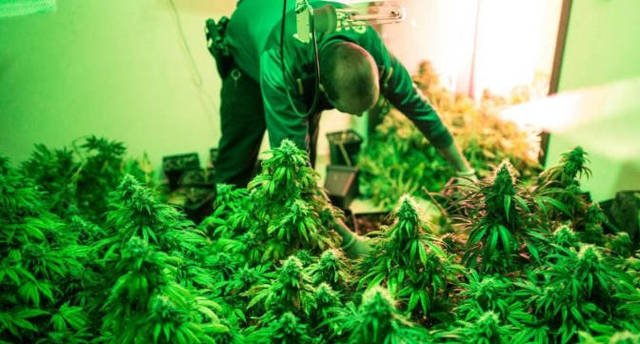Un guardia civil registra varias plantas de marihuana