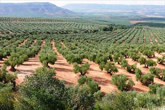 Grupo de olivares en Jaén.