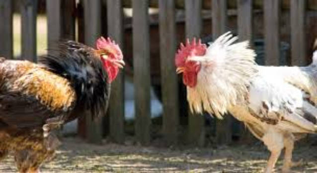 Los organizadores de las peleas de gallos también son acusados de maltrato animal