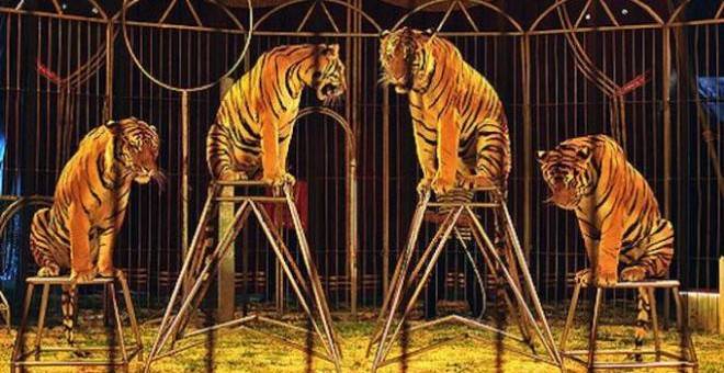 Varios tigres en el espectáculo de un circo.