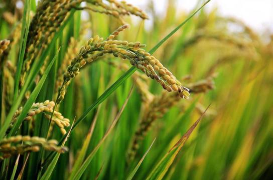 El arroz, alimento básico e imprescindible  para miles de millones de personas en el mundo