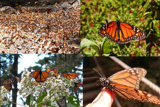 Un fenómeno único en el planeta: la migración de las mariposas Monarca y sus bosques encantados en México