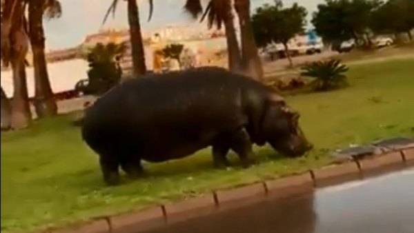 El hipopótamo de Roquetas de Mar revolucionó la localidad almeriense este fin de semana