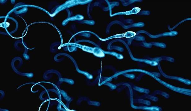 La calidad del esperma ha descendido en las últimas décadas en todo el mundo. 