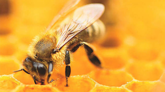 Las abejas se mantienen en marcos dentro de la colmena.