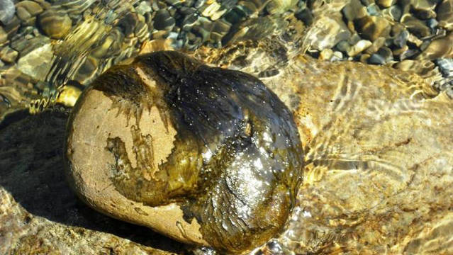 La cianobacteria que amenaza la vida en el río Manzanares.