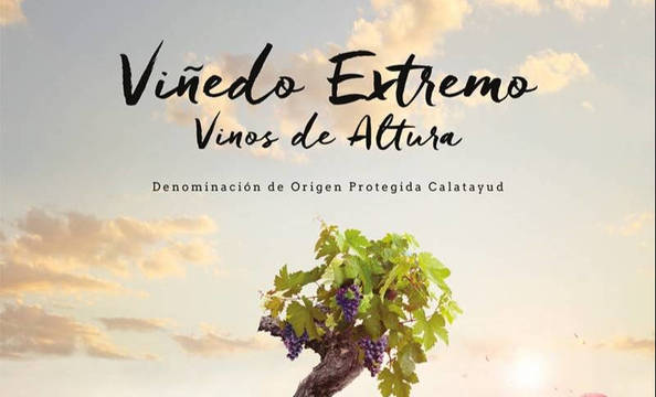 Los viñedos de Calatayud, de altura