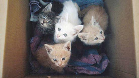 Una camada de gatitos abandonada en una caja de cartón.