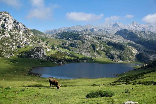 El clima y los prados asturianos favorecen la producción de una sabrosa carne de vacuno. 