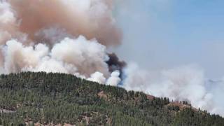 El incendio de Gran Canaria ha quemado 679 hectáreas de áreas protegidas y ha afectado a especies endémicas