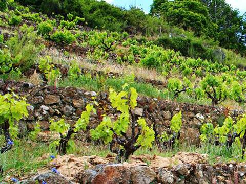 La Ruta del Vino Sierra de Francia es indispensable en la guía del enoturista. 