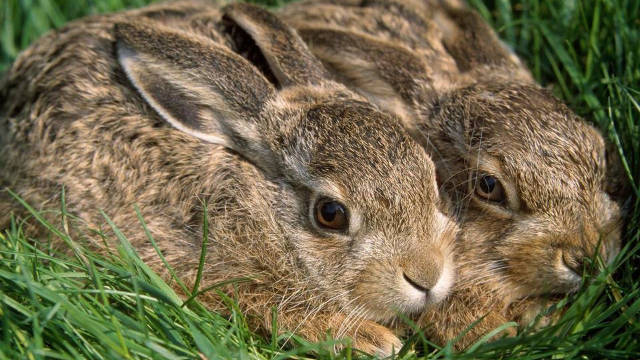 Una pareja de conejos