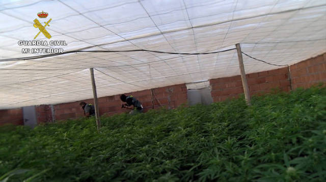 La Guardia Civil durante la intervención de las plantas de marihuana