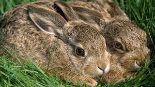 El Ayuntamiento de La Almunia de Doña Godina financia cartuchos para que los cazadores acaben con la plaga de conejos