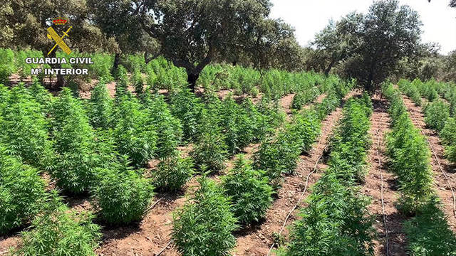 Imagen de la plantación de marihuana