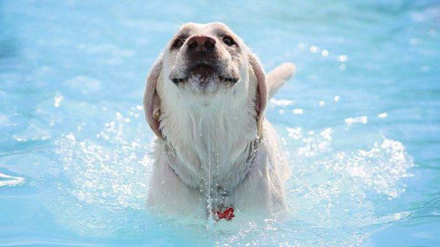 Los perros podrán ingresar a la piscina