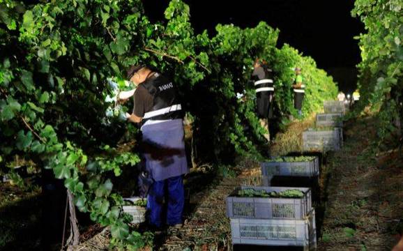 La vendimia nocturna mejora la calidad del vino pero entraña riesgo de fraudes.