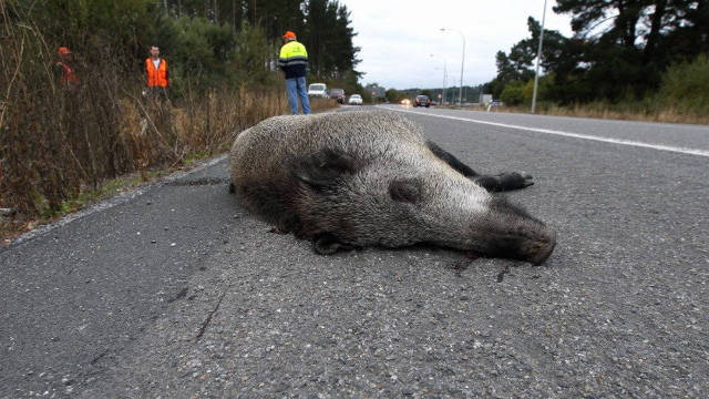 El jabalí es el animal que más accidentes de tráfico provoca en España