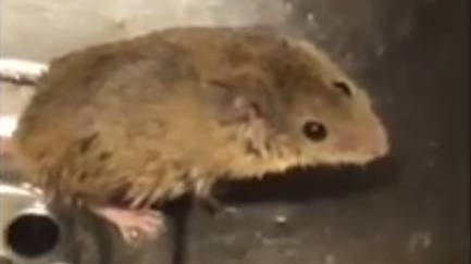 Una rata en la cocina del parque de bomberos de Alcobendas