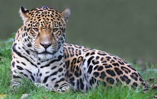Se dispara la caza furtiva de grandes felinos como jaguares, tigres y ocelotes