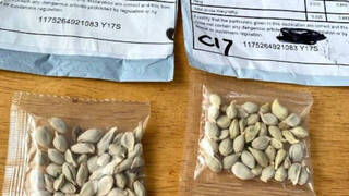 Ciudadanos de EEUU y Reino Unido reciben misteriosos paquetes de China con semillas